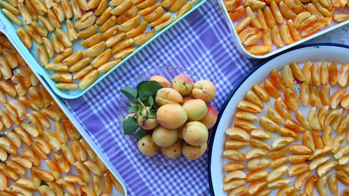 Top view of fresh apricots and sliced pieces arranged on trays over a blue checkered tablecloth.